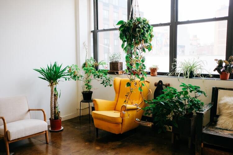 chair surrounded by plants